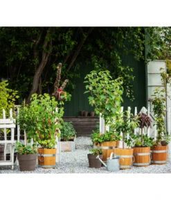 Küferei Kardos Robinienkübel, Rund -Gartenmöbel Geschäft 1709096 1709401 1709443 1709732 1709807 1710037 WE MO 002 Robinienkuebelrund