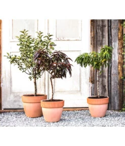 Neu eingetroffen -Gartenmöbel Geschäft 20190626 WE MO 002 ZwergundSaeulenobst GC10 2020 1