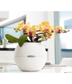 LECHUZA® PURO Color, All-in-One-Set, Rund, Ca. Ø20 Cm -Gartenmöbel Geschäft 2418622 WE MO 002 PuroColor20cmweiss