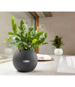 LECHUZA® PURO Color, All-in-One-Set, Rund, Ca. Ø20 Cm -Gartenmöbel Geschäft 2418622 WE MO 003 LechuzaPuroColor20weiss