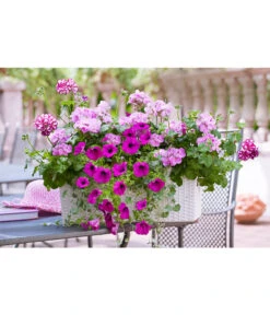 Dehner Kunststoff-Flechtkasten Dallas, Rechteckig -Gartenmöbel Geschäft 2889723 2889822 WE MO 008 DehnerKunststoffFlechtkastenweissBlumentopfBlumenkasten