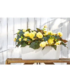 Dehner Kunststoff-Flechtkasten Dallas, Rechteckig -Gartenmöbel Geschäft 2889723 WE MO 001 DehnerKunststoffFlechtkastenWeissBlumenkasten