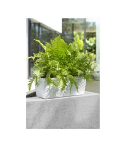 Dehner Kunststoff-Flechtkasten Dallas, Rechteckig -Gartenmöbel Geschäft 2889723 WE MO 002 DehnerKunststoffFlechtkastenWeissBlumenkasten