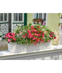 Dehner Kunststoff-Flechtkasten Dallas, Rechteckig -Gartenmöbel Geschäft 2889822 2889723 WE MO 003 DehnerKunststoffFlechtkastenweiss