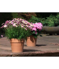 Spang Terrakotta-Pflanzgefäß Calima 17 Spang Terrakotta-Pflanzgefäß Calima -Gartenmöbel Geschäft 2919595 2919652 2919694 2919736 2919835 2919843 WE MO 001 TerrakottaTopfCalima