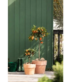 Spang Terrakotta-Pflanzgefäß Calima 16 Spang Terrakotta-Pflanzgefäß Calima -Gartenmöbel Geschäft 2919595 2919652 2919694 2919736 2919835 2919843 WE MO 003 TerrakottaTopfCalima