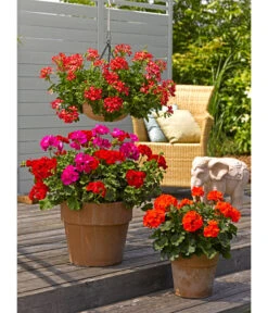 Spang Terrakotta-Pflanzgefäß Calima 14 Spang Terrakotta-Pflanzgefäß Calima -Gartenmöbel Geschäft 2919595 2919652 2919694 2919736 2919835 2919843 WE MO 004 TerrakottaTopfCalima