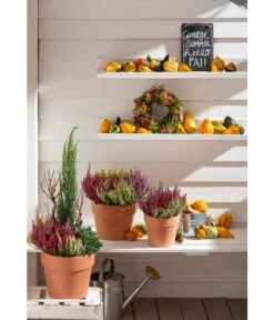 Spang Terrakotta-Pflanzgefäß Calima 20 Spang Terrakotta-Pflanzgefäß Calima -Gartenmöbel Geschäft 2919595 2919843 2919736 2919694 2919835 2919652 WE MO 012 TerrakottaPflanzgefaessCalima