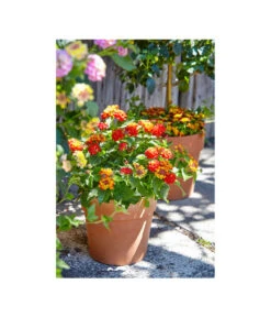 Spang Terrakotta-Pflanzgefäß Calima 18 Spang Terrakotta-Pflanzgefäß Calima -Gartenmöbel Geschäft 2919652 2919694 2919595 2919843 2919736 2919835 WE MO 006 CalimaTerra