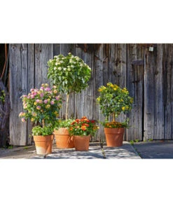 Spang Terrakotta-Pflanzgefäß Calima 19 Spang Terrakotta-Pflanzgefäß Calima -Gartenmöbel Geschäft 2919652 2919694 2919595 2919843 2919736 2919835 WE MO 008 CalimaTerra