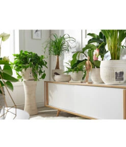 Dehner Keramik-Übertopf Rustika, Bauchig, Creme -Gartenmöbel Geschäft 3622503 PR MO 002 KeramikTopfRustikaCreme