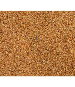 Dehner Kanariensaat, 1 Kg -Gartenmöbel Geschäft 413609 BildD 001 DehnerQualitaetsfutterKanariensaatKanariensaat1Kg