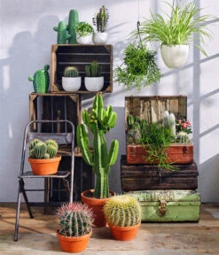 Dehner Keramik-Ampel, Konisch -Gartenmöbel Geschäft 4139697 4139721 4139739 4148185 4148193 5122809 5122866 WE MO 001 KakteenGruenTopfSukuCermeAmpelPanna