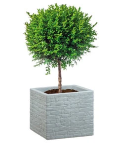 Scheurich Kunststoff-Topf Muretto, Quadratisch -Gartenmöbel Geschäft 4498424 WE FS 002 ScheurichKunststoffTopfMurettoeckig