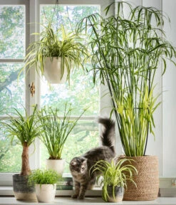 Dehner Keramik-Ampel, Konisch -Gartenmöbel Geschäft 5122866 5122809 WE MO 001 Haustierfreundliche Gruenpflanzen