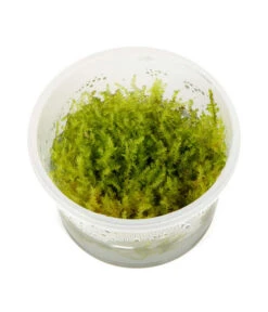 Tropica Christmasmoos, Aquarium Pflanze