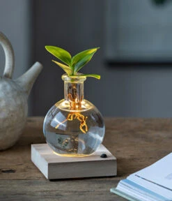 Neu eingetroffen -Gartenmöbel Geschäft 6125074 WE MO 001 WaterPlantClusiaLED