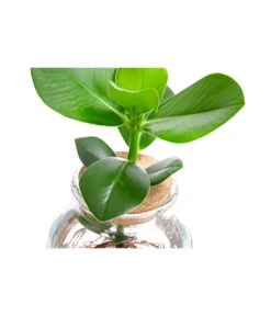 Waterplant Balsamapfel Im Kugelglas - Clusia Rosea 'Princess', Ca. 30 Cm -Gartenmöbel Geschäft 6125082 WE DE 001 WaterPlantsClusia12cm