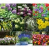 Dehner Blumenzwiebel 5 Monate Blütenpracht, 200 Stk. -Gartenmöbel Geschäft 6617286 WE MO 001 DehnerBlumenzwiebel5MonateBlumenpaket