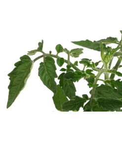 Sonnenparadeiser, Gelb -Gartenmöbel Geschäft 6766794 WE DE 001 SonnentomateGelb