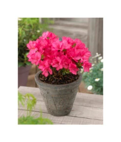 Japanische Azalee 'Anouk' -Gartenmöbel Geschäft 7046576 BildFS 001 JapanischeAzaleeAnoukAzalJapAnouk