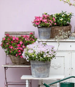 Japanische Azalee 'Anouk' -Gartenmöbel Geschäft 7046576 WE MO 001 JapanischeAzaleeAnouk