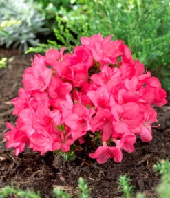 Japanische Azalee 'Anouk' -Gartenmöbel Geschäft 7046576 WE MO 001 RhododendronOnbekend