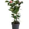 Japanische Kamelie, Verschiedene Sorten -Gartenmöbel Geschäft 7088115 WE FS 001 CamelliaJaponicaNucciosCameoKamelieT15
