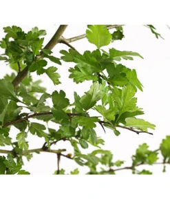 Echter Rotdorn 'Paul's Scarlet' -Gartenmöbel Geschäft 7152432 WE DE 001 CrataegusLaevigataPaulsScarletRotdorn15LDehnerExpressHerzig