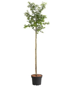 Echter Rotdorn 'Paul's Scarlet' -Gartenmöbel Geschäft 7152432 WE FS 001 CrataegusLaevigataPaulsScarletRotdorn15LDehnerExpressHerzig