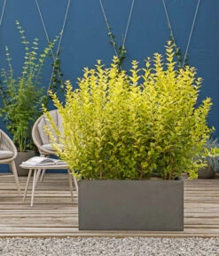 Japanischer Kriech-Spindelstrauch 'Marieke' -Gartenmöbel Geschäft 7178619 WE MO 001 JapanischerSpindelstrauchGruenerSichtschutz