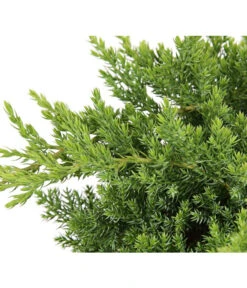 Japanischer Kriech-Wacholder 'Nana' 7 Japanischer Kriech-Wacholder 'Nana' -Gartenmöbel Geschäft 7251705 PR DE 001 JuniperusWacholderProcumbensNana13CDehnerExpressHerzig