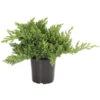 Japanischer Kriech-Wacholder 'Nana' -Gartenmöbel Geschäft 7251705 PR FS 001 JuniperusWacholderProcumbensNana13CDehnerExpressHerzig