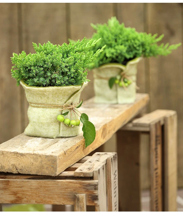 Japanischer Kriech-Wacholder 'Nana' 4 Japanischer Kriech-Wacholder 'Nana' – Bild 2