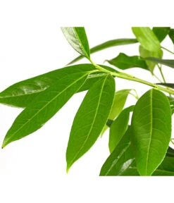 Kirschlorbeer 'Herbergii' -Gartenmöbel Geschäft 7360316 WE DE 001 PrunusHerbergiiKirschlorbeer