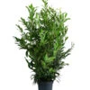 Kirschlorbeer 'Herbergii' -Gartenmöbel Geschäft 7360340 WE FS 001 PrunusLaurocerasusHerbergiiKirschlorbeer15L