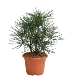 Japanische Schirmtanne