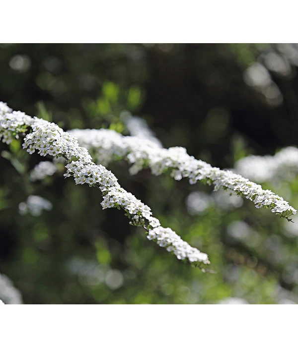 Rispenspiere 'Grefsheim' 3 Rispenspiere 'Grefsheim'