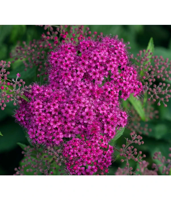 Rote Sommerspiere 'Anthony Waterer' 3 Rote Sommerspiere 'Anthony Waterer'