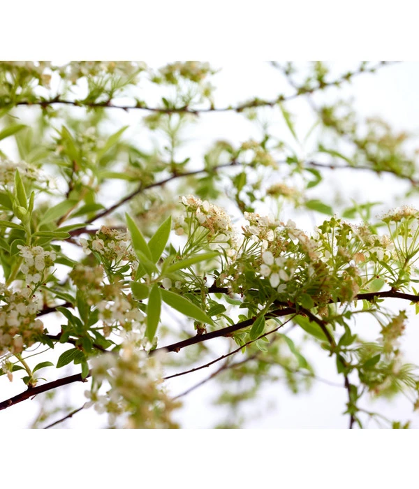 Rispenspiere 'Grefsheim' 7 Rispenspiere 'Grefsheim' – Bild 5