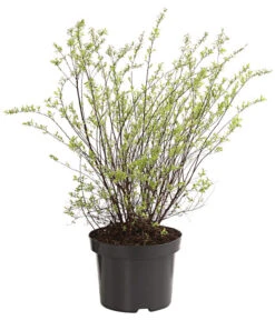 Rispenspiere 'Grefsheim' 8 Rispenspiere 'Grefsheim' -Gartenmöbel Geschäft 7484132 WE FS 001 SpierstrauchSpireaGrefsheim5LDehnerExpressHerzig