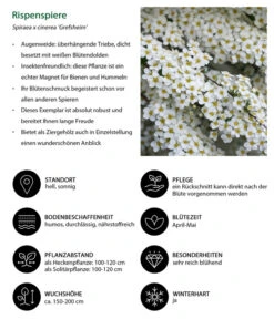 Rispenspiere 'Grefsheim' 10 Rispenspiere 'Grefsheim' -Gartenmöbel Geschäft 7484132 WE IG 001 Rispenspiere