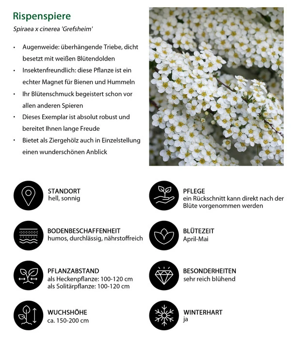 Rispenspiere 'Grefsheim' 6 Rispenspiere 'Grefsheim' – Bild 4