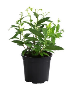 Rote Sommerspiere 'Anthony Waterer' 5 Rote Sommerspiere 'Anthony Waterer' -Gartenmöbel Geschäft 7485873 WE FS 002 SpiraeaBumaldaAnthonyWatererRoteSommerspiereT13