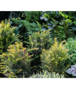 7 Meter Europäische Eibe, 14 X Ca. 100-125 Cm -Gartenmöbel Geschäft 7496714 PR MO 001 TaxusEibeGWLucknerMai2017 1