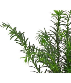 7 Meter Europäische Eibe, 14 X Ca. 100-125 Cm -Gartenmöbel Geschäft 7497100 PR DE 001 TaxusEibeBaccata9CDehnerExpressHerzig 1