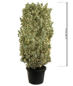 Japanischer Spindelstrauch 'Bravo', Ca. 100-125 Cm -Gartenmöbel Geschäft 7551401 WE BG 002 JapanischerSpindelstrauchBravo