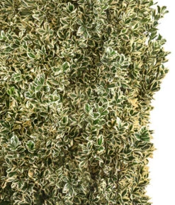 Japanischer Spindelstrauch 'Bravo', Ca. 100-125 Cm -Gartenmöbel Geschäft 7551401 WE DE 001 JapanischerSpindelstrauchBravoXXL