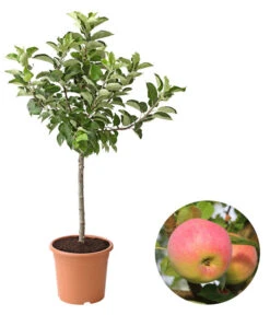 Dehner Zwergapfel 'Croquella'