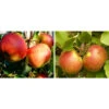 Apfel-Duo 'Jonagold'/'Elstar' -Gartenmöbel Geschäft 7639248 WE MO 002 ApfelDuoJonagoldElstarElstarJonagoldDuo